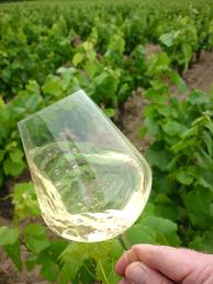 Culture et viticulture – Soutien à la clarificationde la loi EVIN
